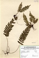 藏品(刺蕨)的圖片